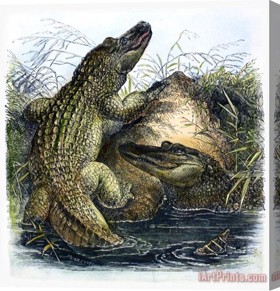 Others Florida Alligators Stretched Canvas Print / Canvas Art