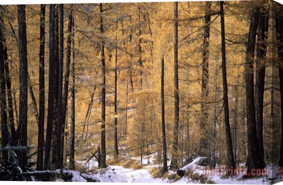 Others Siberian Forest Stretched Canvas Print / Canvas Art