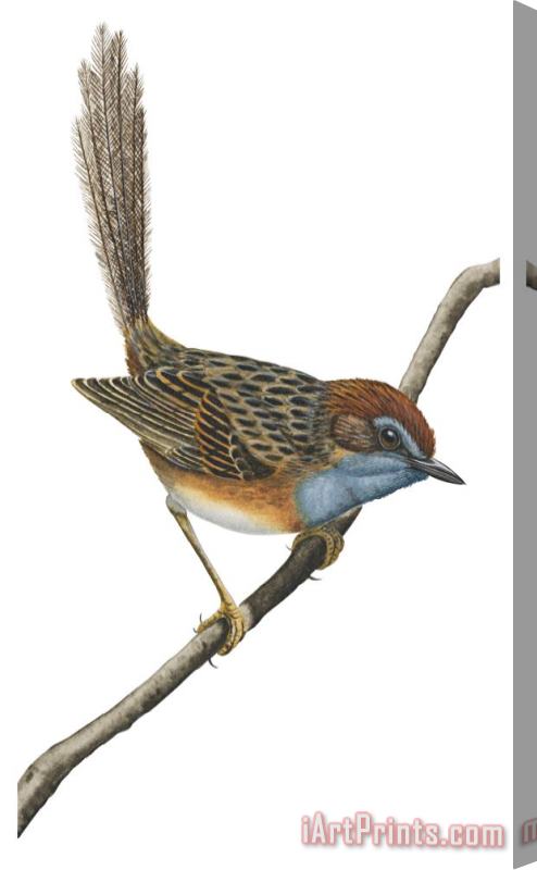 Others Southern Emu Wren Stretched Canvas Painting / Canvas Art