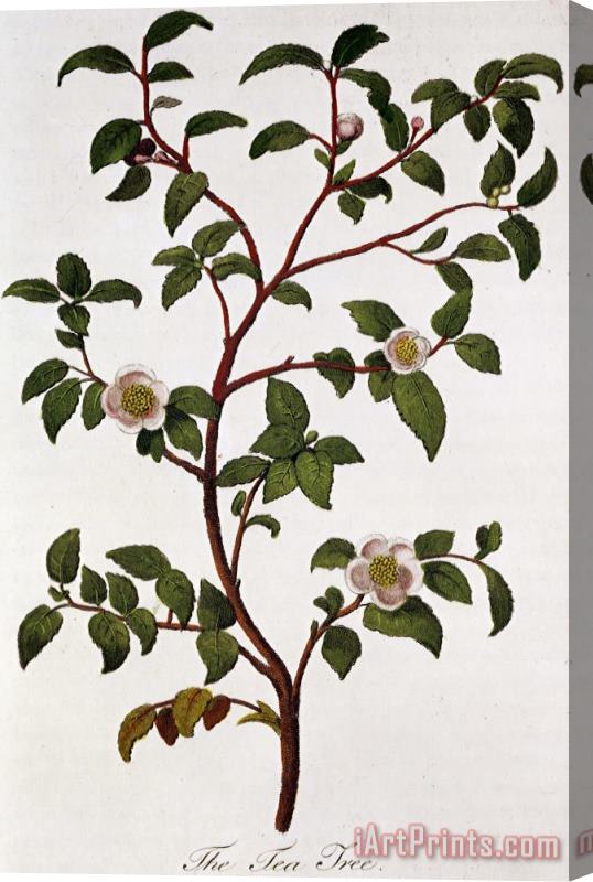 Others Tea Branch Of Camellia Sinensis Stretched Canvas Painting / Canvas Art