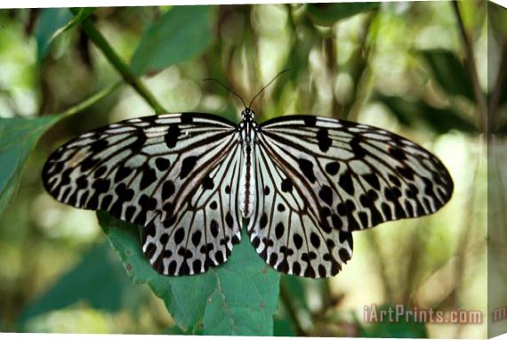 Others Uglassy Tiger Butterfly Stretched Canvas Print / Canvas Art
