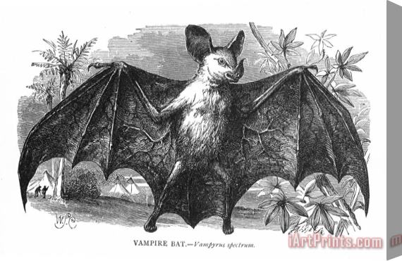 Others Vampire Bat Stretched Canvas Painting / Canvas Art