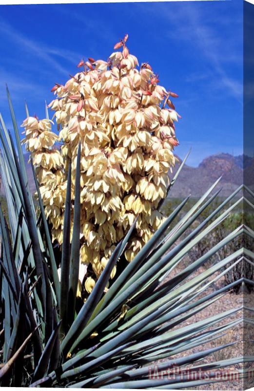 Others Yucca Plant In Bloom Stretched Canvas Print / Canvas Art