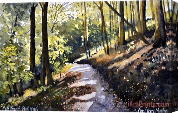 Paul Dene Marlor Path Through Strid Wood Stretched Canvas Print / Canvas Art