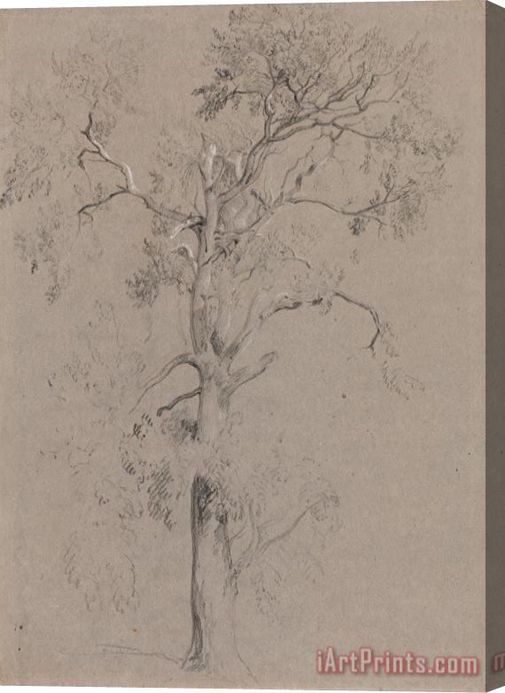 Peter de Wint Ash Tree in Ashstead Park Stretched Canvas Print / Canvas Art