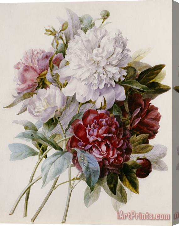 Pierre Joseph Redoute A Bouquet Of Red Pink And White Peonies Stretched Canvas Painting / Canvas Art
