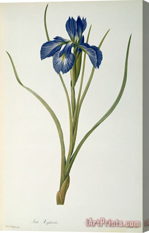 Pierre Joseph Redoute Iris Xyphioides Stretched Canvas Print / Canvas Art