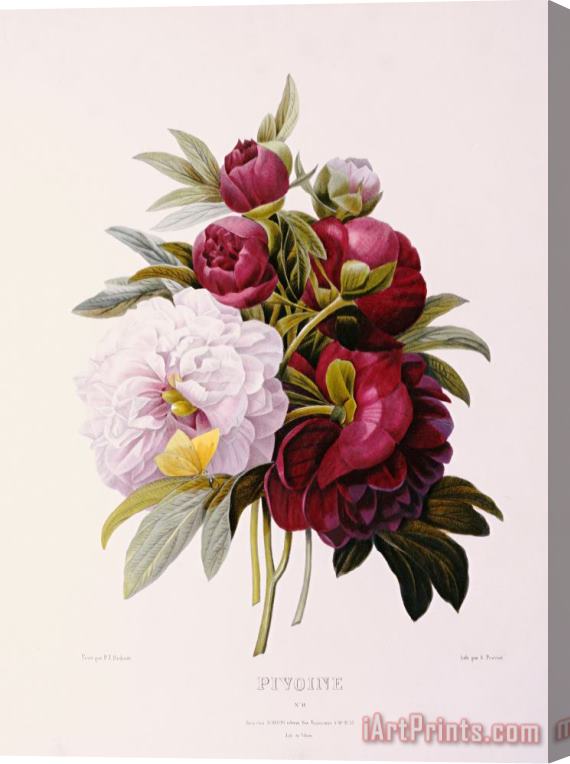 Pierre Joseph Redoute Peonies Engraved By Prevost Stretched Canvas Print / Canvas Art
