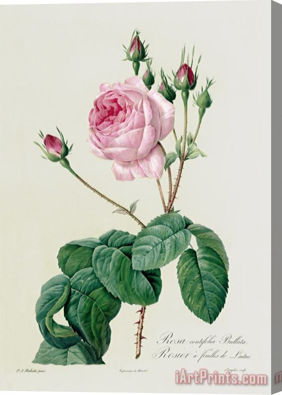 Pierre Joseph Redoute Rosa Centifolia Bullata Stretched Canvas Painting / Canvas Art