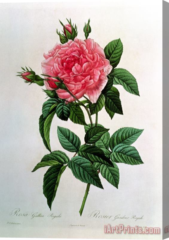 Pierre Joseph Redoute Rosa Gallica Regallis Stretched Canvas Print / Canvas Art