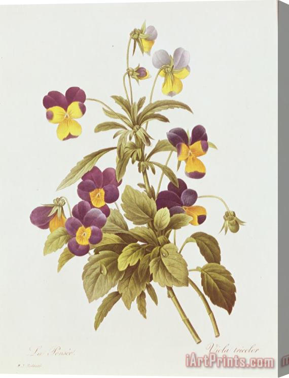 Pierre Joseph Redoute Viola Tricolour Stretched Canvas Print / Canvas Art