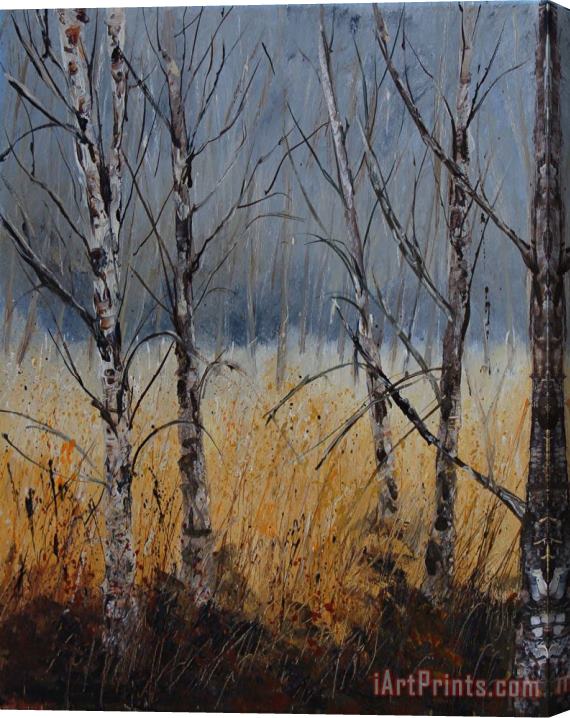 Pol Ledent Birch trees Stretched Canvas Print / Canvas Art