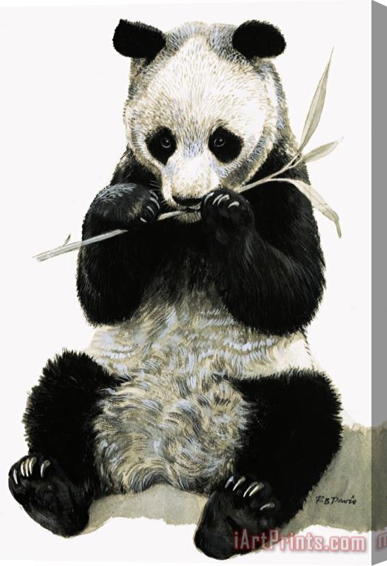 R B Davis Panda Stretched Canvas Print / Canvas Art
