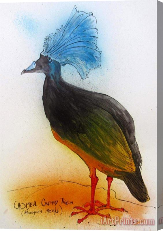 Ralph Steadman Choiseul Crested Pigeon, Ca. 2021 Stretched Canvas Print / Canvas Art