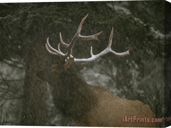 Raymond Gehman A Bull Elk in a Winter Storm Vermilion Lakes Banff National Park Stretched Canvas Painting / Canvas Art