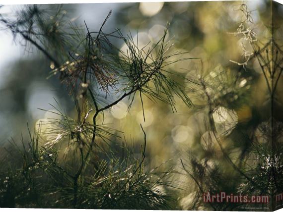 Raymond Gehman A Close View of a Cluster of Pine Needles Stretched Canvas Print / Canvas Art