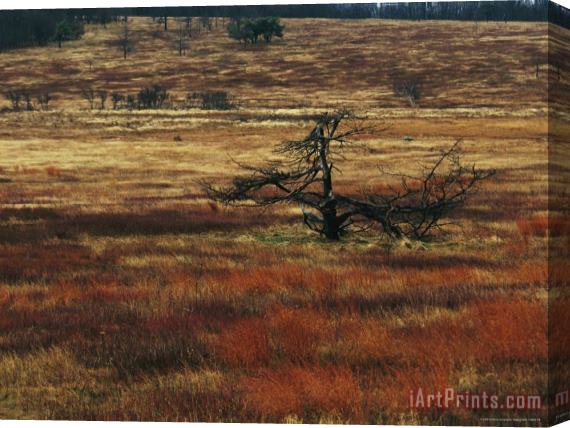 Raymond Gehman A Dead Tree And Sedges in a Meadow Stretched Canvas Painting / Canvas Art