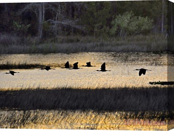 Raymond Gehman A Flock of Ibis Fly Over The Sunset Colored Marsh Stretched Canvas Print / Canvas Art