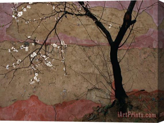 Raymond Gehman A Flowering Plum Tree Against a Wall Near Stretched Canvas Print / Canvas Art