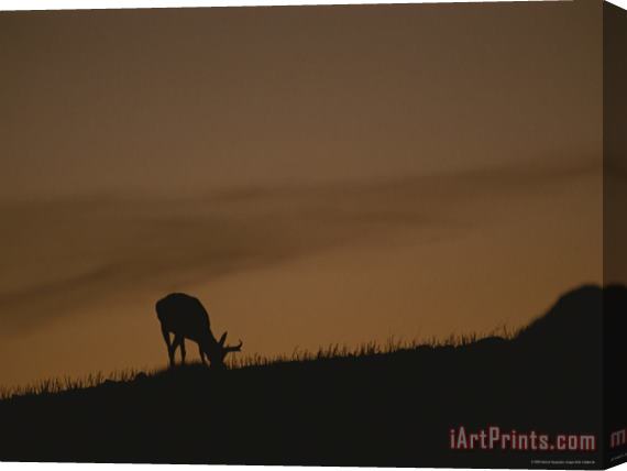 Raymond Gehman A Grazing Pronghorn Silhouetted Against The Evening Sky Stretched Canvas Painting / Canvas Art