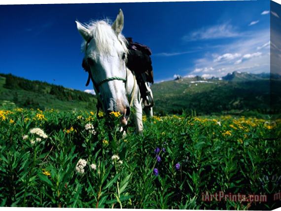Raymond Gehman A Horse Sniffs at a Patch of Wildflowers Stretched Canvas Print / Canvas Art