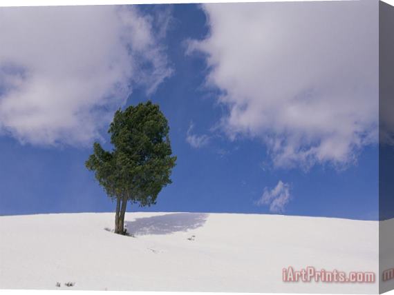 Raymond Gehman A Lone Whitebark Pine Tree on a Snowy Hill Stretched Canvas Painting / Canvas Art