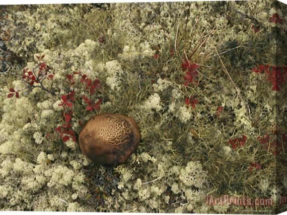 Raymond Gehman A Mushroom Grows Among a Cranberry Bush And Lichens Stretched Canvas Print / Canvas Art