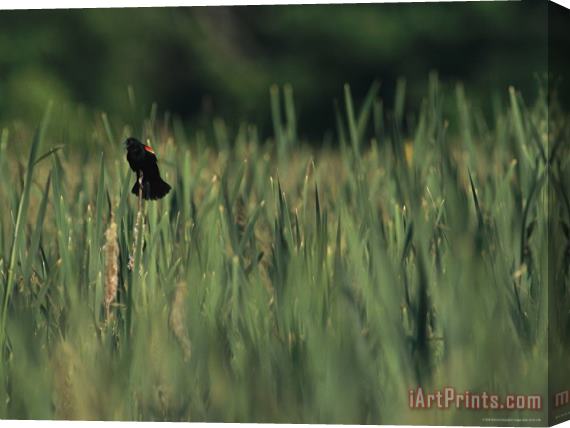 Raymond Gehman A Red Wing Blackbird Perched on a Cattail Stretched Canvas Painting / Canvas Art
