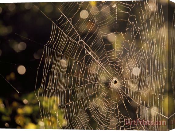 Raymond Gehman A Spider Sitting in The Middle of It's Orb Web Stretched Canvas Print / Canvas Art