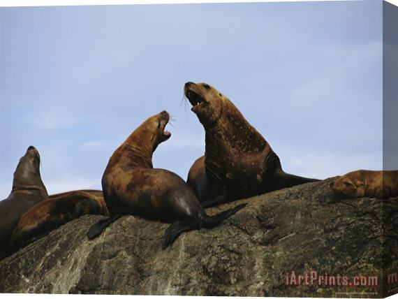 Raymond Gehman A Stellar Sea Lion Bull And Cow Communicate with One Another Stretched Canvas Print / Canvas Art