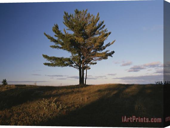 Raymond Gehman A Tree Stands Alone in The Twilight Stretched Canvas Painting / Canvas Art