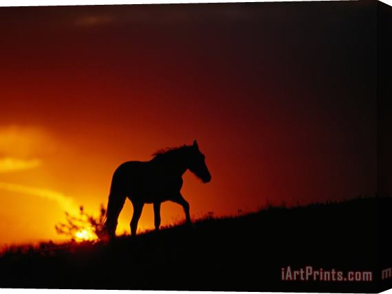 Raymond Gehman A View of a Wild Horse Silhouetted by The Setting Sun Stretched Canvas Painting / Canvas Art