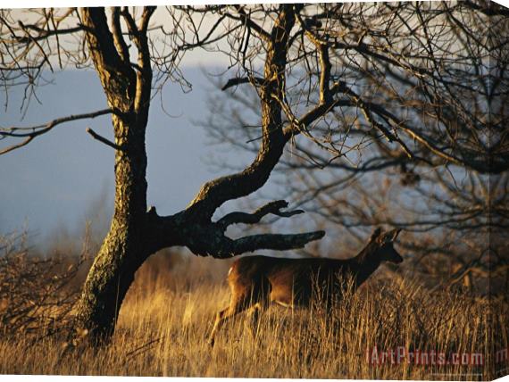 Raymond Gehman A White Tailed Deer Standing Near a Bare Tree Stretched Canvas Print / Canvas Art
