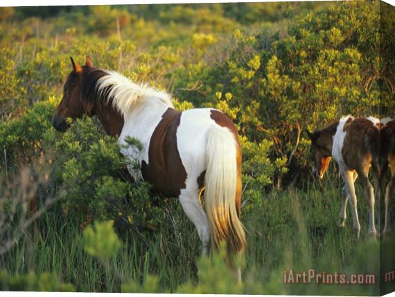 Raymond Gehman Adult And Juvenile Wild Pony in a Thicket of Brush And Grass Stretched Canvas Print / Canvas Art