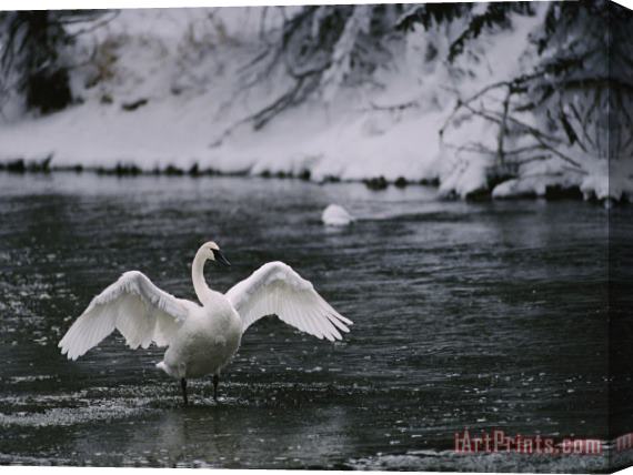 Raymond Gehman Adult Trumpeter Swans Lifting Its Wings on The Snow Banked Madison River Stretched Canvas Painting / Canvas Art
