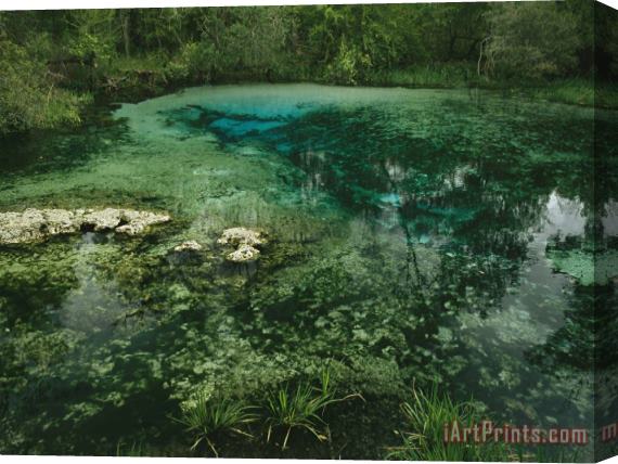 Raymond Gehman Algae Bloom in a Woodland Pond Or Marsh Stretched Canvas Print / Canvas Art