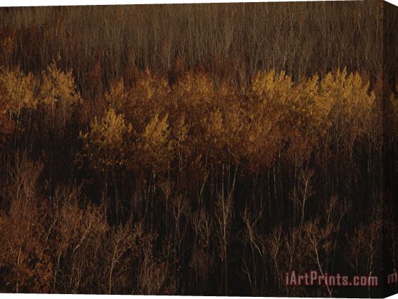 Raymond Gehman An Aerial View of a Stand of Trees in Autumn Colors Stretched Canvas Print / Canvas Art
