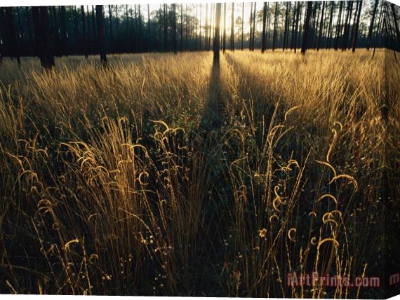 Raymond Gehman An Open Meadow Created by Periodic Fires Which Sweep This Area Stretched Canvas Print / Canvas Art
