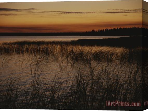 Raymond Gehman Aquatic Grasses And Trees Are Silhouetted at Twilight in This Lake Stretched Canvas Painting / Canvas Art