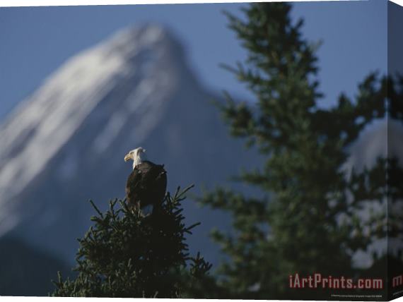 Raymond Gehman Bald Eagle Perches Atop a Fir Tree in The Shadow of Sirdar Mountain Stretched Canvas Painting / Canvas Art