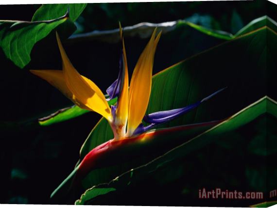 Raymond Gehman Bird of Paradise Flower Stretched Canvas Print / Canvas Art