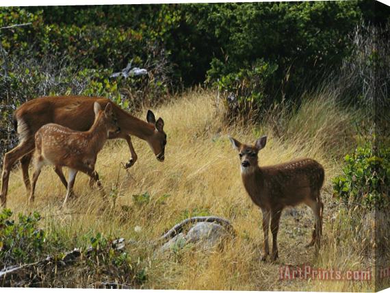Raymond Gehman Black Tailed Deer Odocoileus Hemionus And Fawn Stretched Canvas Painting / Canvas Art