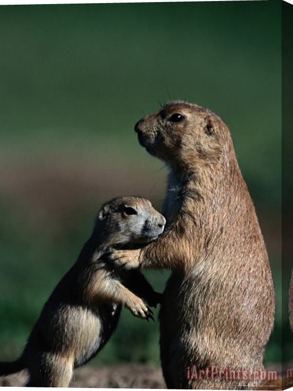 Raymond Gehman Black Tailed Prairie Dogs Cynomys Ludovicianus Stretched Canvas Painting / Canvas Art