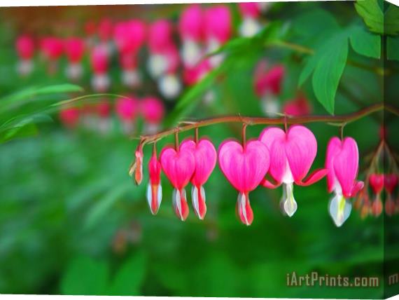 Raymond Gehman Bleeding Heart Flowers Dicentra Spectabilis in Bloom Stretched Canvas Painting / Canvas Art