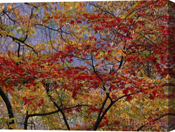 Raymond Gehman Branches of Red Maple Tree Weave a Colorful Fall Tapestry Stretched Canvas Print / Canvas Art