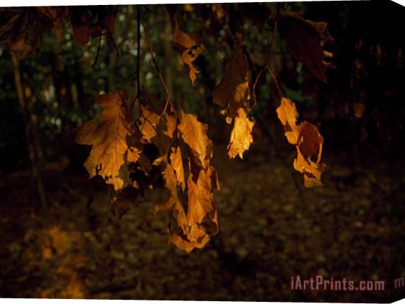 Raymond Gehman Browned Leaves Clinging to an Oak Tree Branch Stretched Canvas Painting / Canvas Art