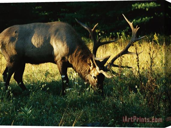 Raymond Gehman Bull Elk Grazes in a Flowering Field Stretched Canvas Print / Canvas Art