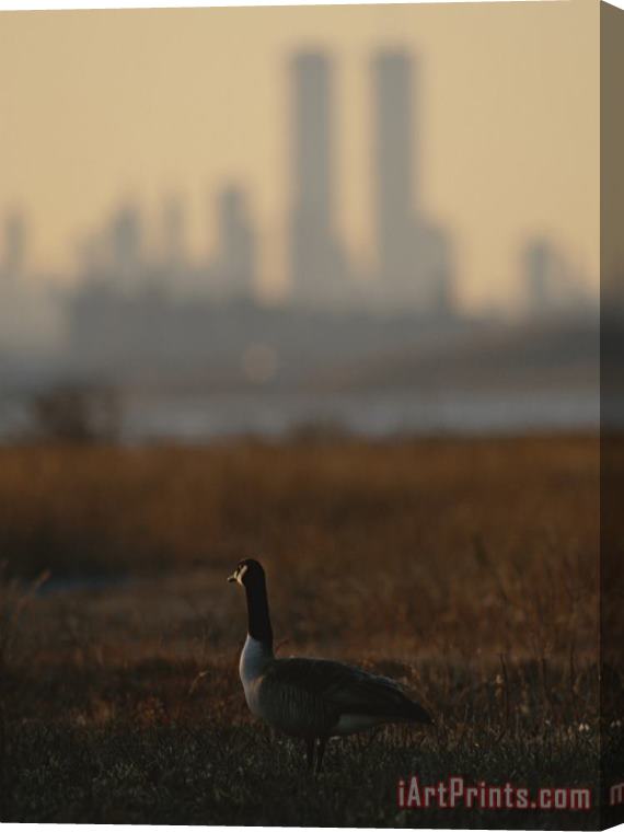 Raymond Gehman Canada Goose Branta Canadensis And Hazy Twin Towers Skyline Stretched Canvas Print / Canvas Art