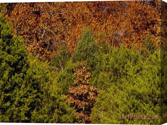 Raymond Gehman Cedar Trees in Lush Green And a Stand of Oaks in Autumn Hues Stretched Canvas Painting / Canvas Art