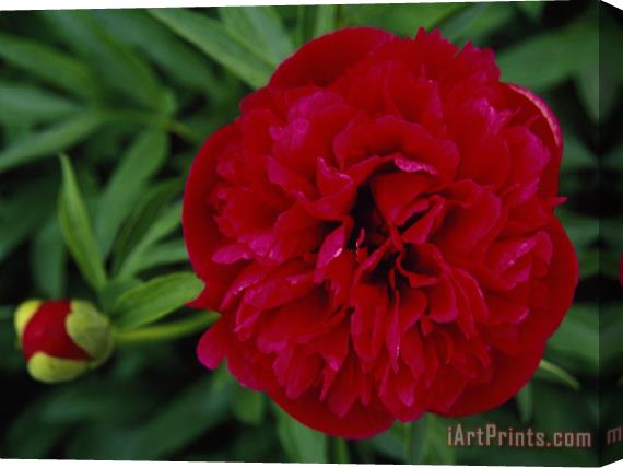 Raymond Gehman Close Up of a Peony Flower Stretched Canvas Print / Canvas Art